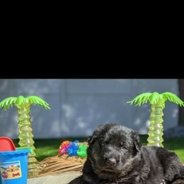 German Shepherd Puppies from Flussufer German Shepherds