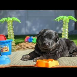 German Shepherd Puppies from Flussufer German Shepherds