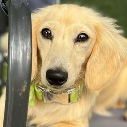 Barbie - Dachshund