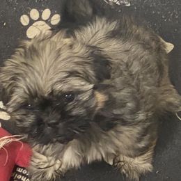 Heath - Liver male Shih Tzu puppy in Reddell, Louisiana from TINYSHIHTZUFURU