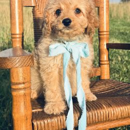 Trolly - Apricot male Cavapoo puppy in Somerset, Kentucky from Hilltop Doodles KY LLC