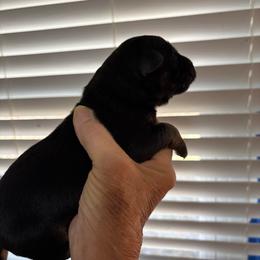 Boy - Black and red male German Shepherd puppy in Dallas, Georgia from Cottonwood Kennel