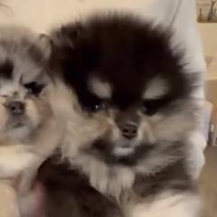 Merly - Blue merle female Pomeranian puppy in Visalia, California from Exotic_fresita_poms