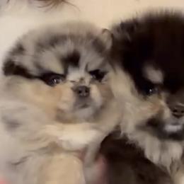 Merly - Blue merle female Pomeranian puppy in Visalia, California from Exotic_fresita_poms