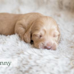 Boy 1 - male Dachshund puppy in Liberty Hill, Texas from CTX Doxies