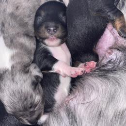 Dachshund Puppies from Dachshund Dad