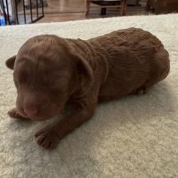 Girl 2 - female Cockapoo puppy in Sheridan, Missouri from Shepherdsfold’s Cockapoos