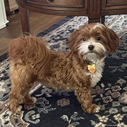 Hazel - Havanese