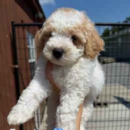 Freedom - Parti male Poodle puppy in Greensburg, Kentucky from Doodle Me Crazy