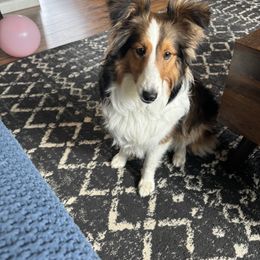 Bernese Mountain Dog and Shetland Sheepdog All Grown Up from Heslip Family Puppies