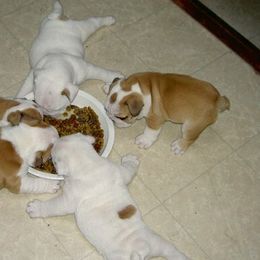 Labrador Retrievers and Olde English Bulldogges from Cold spring Labradors
