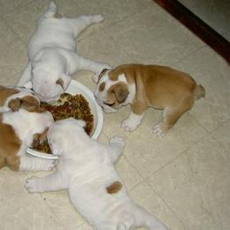 Labrador Retrievers and Olde English Bulldogges from Cold spring Labradors