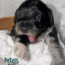 Peter - Merle male Australian Labradoodle puppy in Beecher, Illinois from Erica’s Doodles