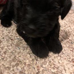 Miniature Schnauzer and Poodle Puppies from Bits & Bytes Farm
