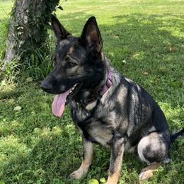 Rowdy - German Shepherd