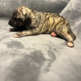 Hunter - Black brindle Whippet puppy in West Plains, Missouri from Sycamore Ridge Puppies