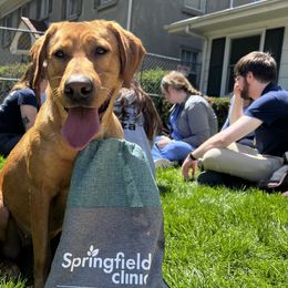 Labrador Retriever All Grown Up from Prairie State Labs