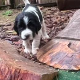 DASH - Black and white male English Springer Spaniel puppy in Sherwood, Oregon from Cherri's English Springer Spaniels