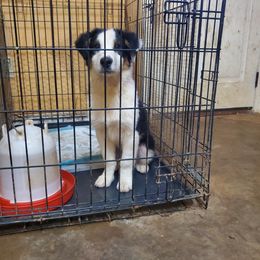 Grover - Black tri-color male Australian Shepherd puppy in Rossville, Tennessee from GoodSprings Aussies