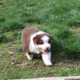 Australian Shepherd Puppies from Starlit Grove Australian Shepherds