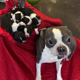 Boston Terrier Puppies from Bode’s Bostons