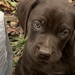 German Shorthaired Pointers from Scarlet's German Shorthaired Pointers