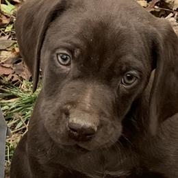 German Shorthaired Pointers from Scarlet's German Shorthaired Pointers
