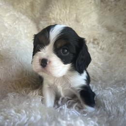 Rocky - Tri-color male Cavalier King Charles Spaniel puppy in Northglenn, Colorado from Lucia's Cavalier King Charles Spaniels