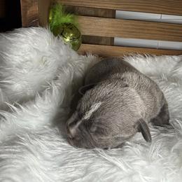 Male 2 - Blue male Staffordshire Bull Terrier puppy in Lakeland, Florida from Blueline Staffords