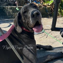 Nutmeg - Great Dane