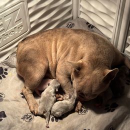 Girl 2 - Blue fawn female French Bulldog puppy in Centuria, Wisconsin from Rott'N'Frenchies