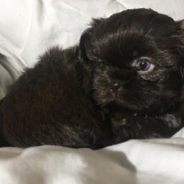 Shih Tzu Puppies from Adrianas Beautiful Shitzu’s