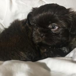 Shih Tzu Puppies from Adrianas Beautiful Shitzu’s