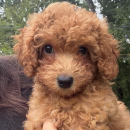 Sunny - Red  female Poodle puppy in Chattanooga, Tennessee from Joyfull Pals