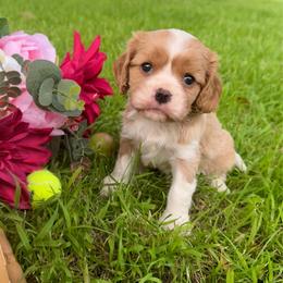 Blenheim Girl 3 - Blenheim female Cavalier King Charles Spaniel puppy in Raymondville, Missouri from Puppy PlayPen