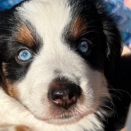 Oakley - Miniature Australian Shepherd puppy from Mill Creek Miniature Australian Shepherd