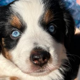 Oakley - Miniature Australian Shepherd puppy from Mill Creek Miniature Australian Shepherd