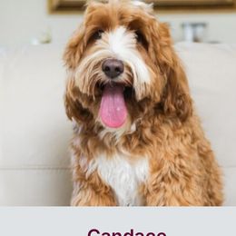 Candace - Australian Labradoodle