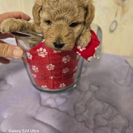 Boy 2 - Cream male Maltipoo puppy in Nokomis, Florida from Sunset Farm Florida