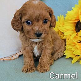 Carmel - Red female Cavapoo puppy in Blackfoot, Idaho from Rocky Desert Goldens and Cavaliers