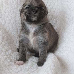 Toby - Red sable male Pomeranian puppy in Comer, Georgia from HillTop Pomeranians ✨