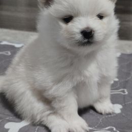 Pomeranian Puppies from Ruby's Pomeranians