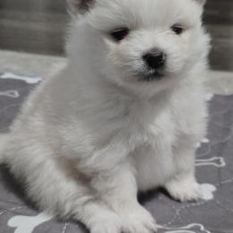 Pomeranian Puppies from Ruby's Pomeranians
