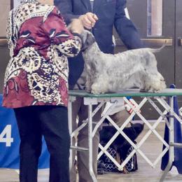 Cesky Terrier All Grown Up from Johnwicki Terriers