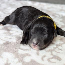 Yellow - Tri-color female Bernedoodle puppy in Connecticut from Valley View Doodles