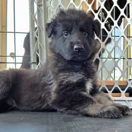 Aqua Boy - Shiloh Shepherd puppy from Stunning Shiloh Shepherds