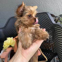 Wiskey number 2 - Gold male Yorkshire Terrier puppy in Cape Coral, Florida from Katherine’s Yorkies and Poodles