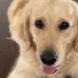 Golden Retrievers from Island Companions