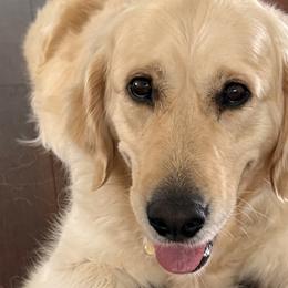 Golden Retrievers from Island Companions