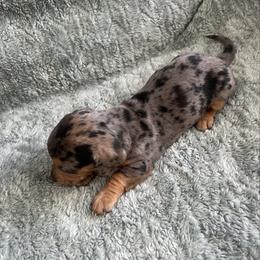 Girl 4 - Dapple female Dachshund puppy in Saint Jo, Texas from Reeves Dashing-Hounds